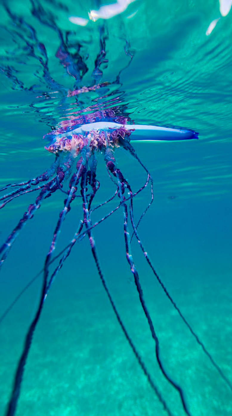06 Feb 2011, Key Largo, Florida, USA --- Underwater view of a Man of War, also known as Portuguese Man of War, Physalia physalis  The Man of War is a jelly-like marine invertebrate of the family Physaliidae  The name  man-of-war  is borrowed from the man-of-war, an 16th century English armed sailing ship, more than likely due to the bladder which acts as a sail for the marine organism  View shows both the air bladder keeping the organism afloat and the stinging tentacles  Winds, seas and currents drive the movement of this organism   --- Image by   Stephen Frink sf stephenfrink com Corbis